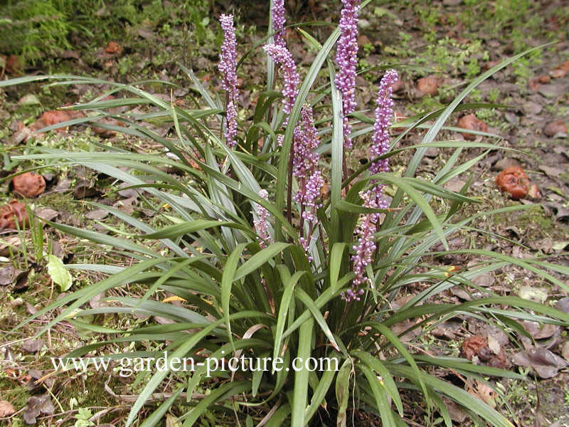 Liriope muscari