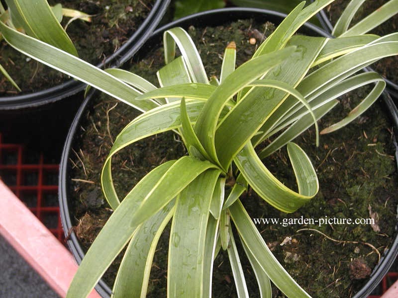 Liriope muscari 'Gold Banded'