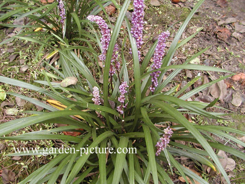 Liriope muscari