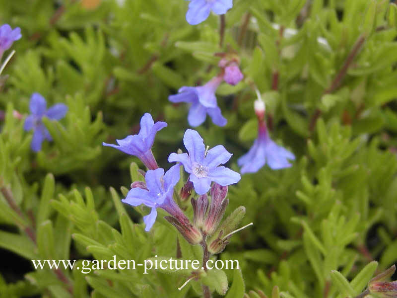 Lithodora diffusa 'Heavenly Blue'