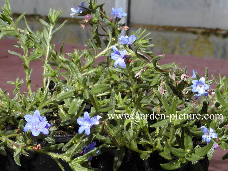 Lithodora diffusa 'Heavenly Blue'