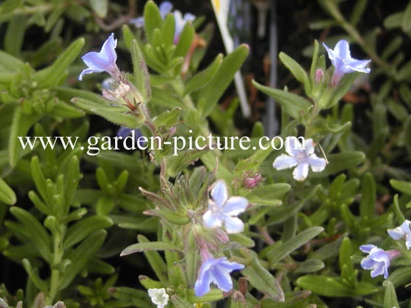 Lithodora diffusa 'Star'