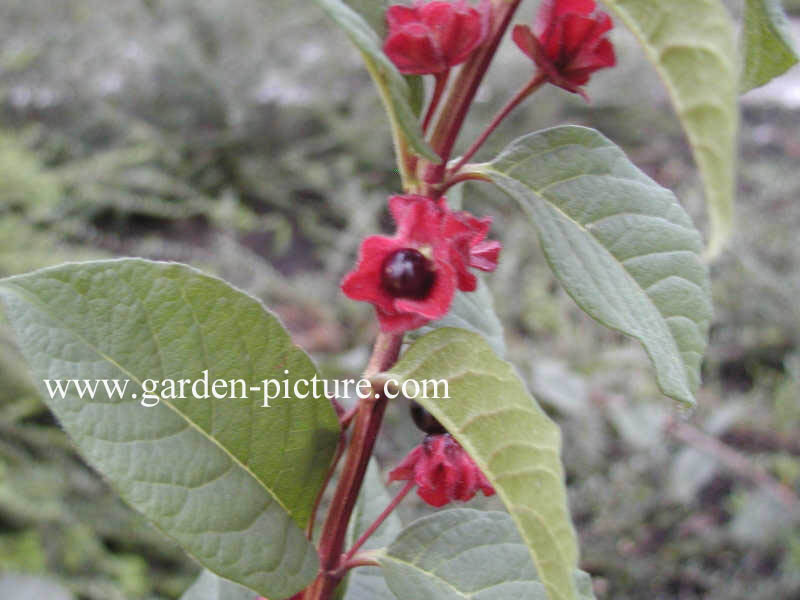 Lonicera involucrata ledebourii