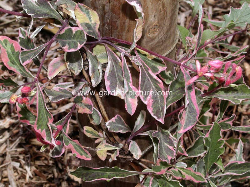 Lonicera italica 'Sherlite' (HARLEQUIN)