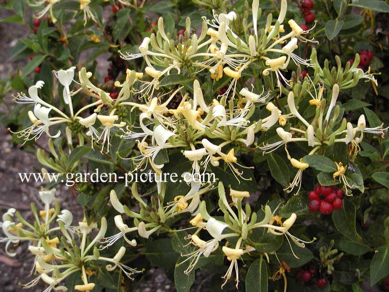 Lonicera 'Honey Baby'