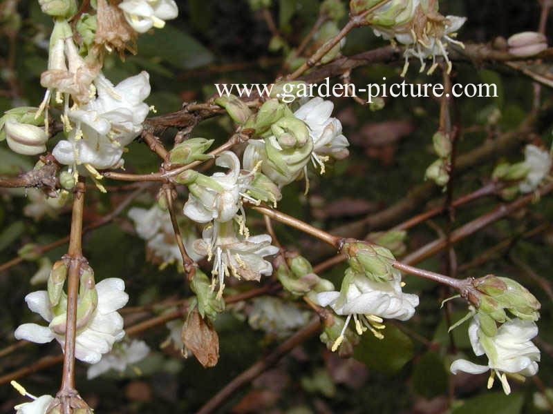 Lonicera purpusii