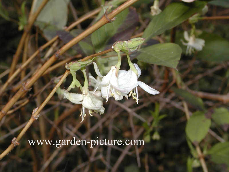 Lonicera purpusii