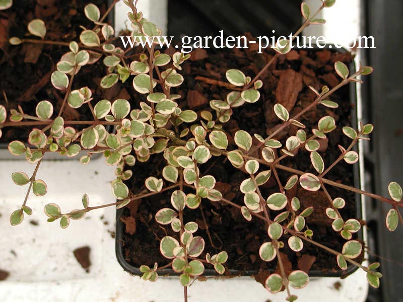 Lophomyrtus ralphii 'Little Star' (68342)