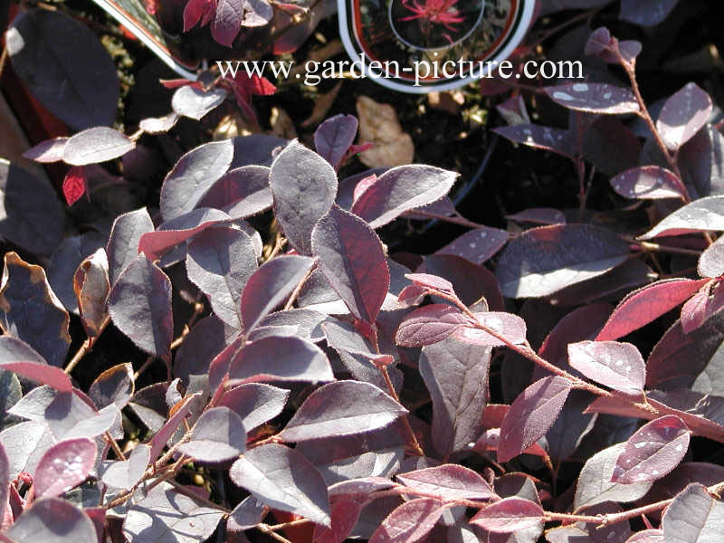 Loropetalum chinense 'Fire Dance'