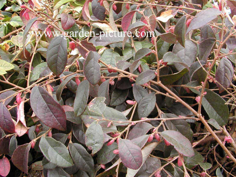 Loropetalum chinense 'Fire Dance'