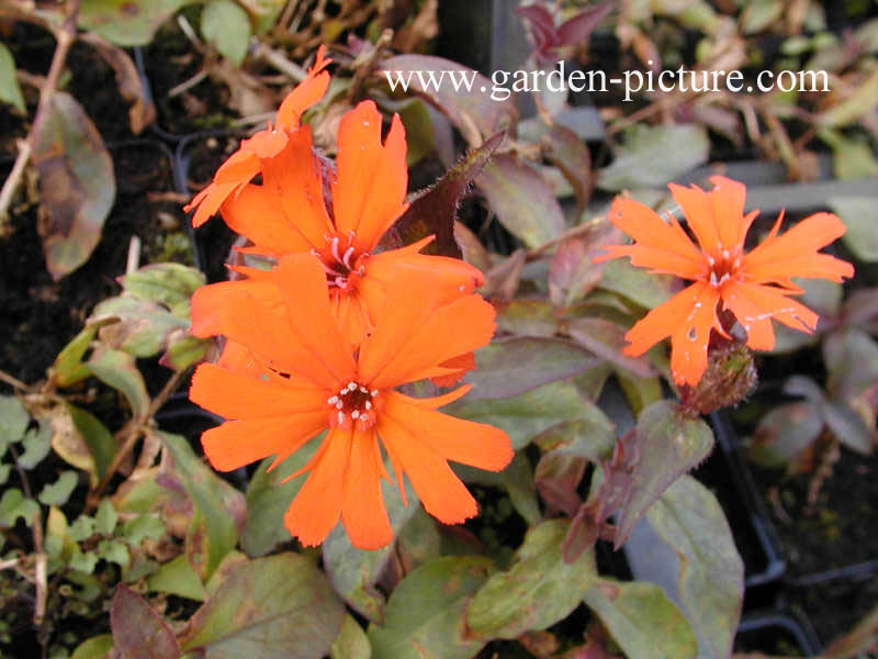 Lychnis arkwrightii 'Vesuvius'