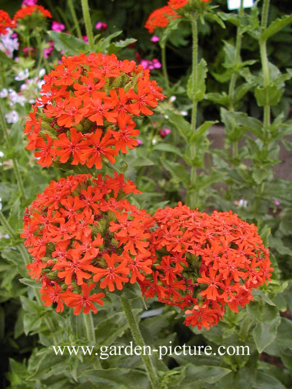 Lychnis chalcedonica