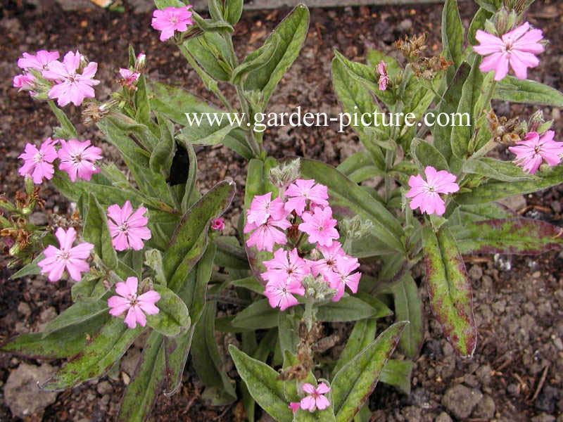 Lychnis flos-jovis