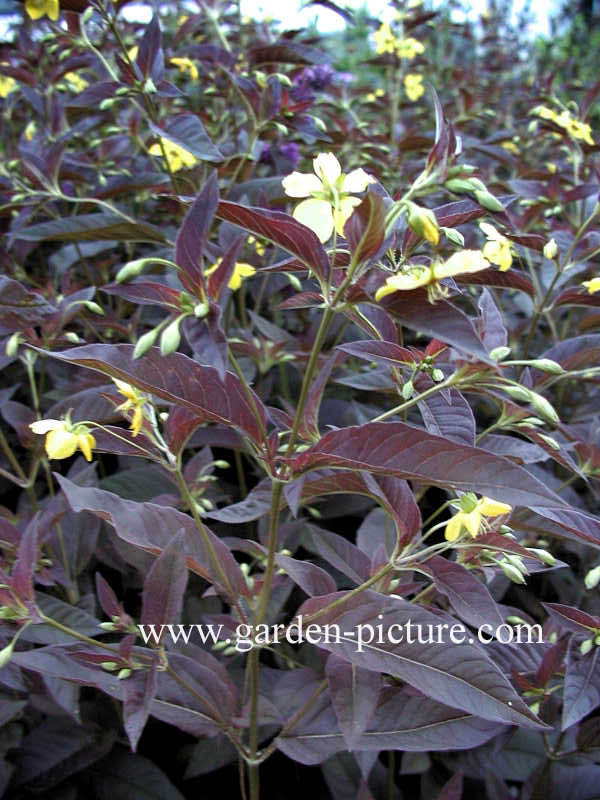 Lysimachia ciliata 'Firecracker'