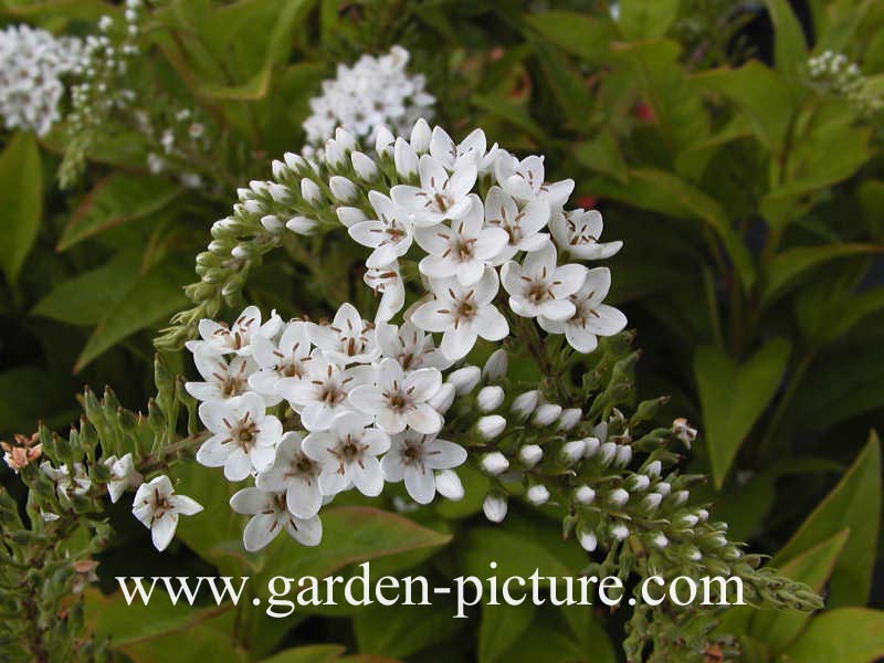 Lysimachia clethroides