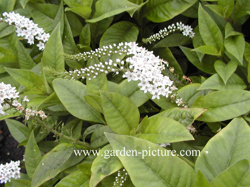 Lysimachia clethroides