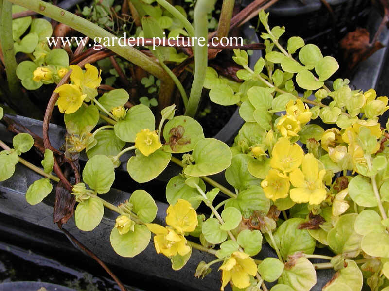 Lysimachia nummularia