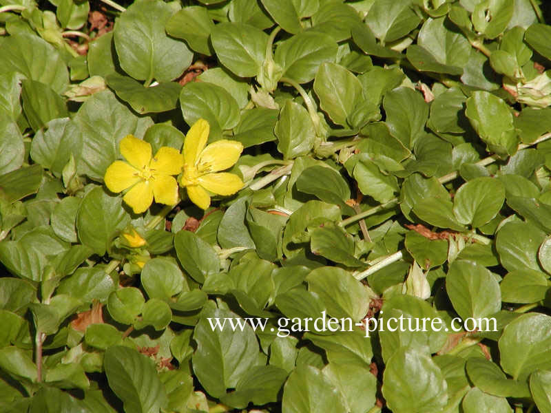 Lysimachia nummularia