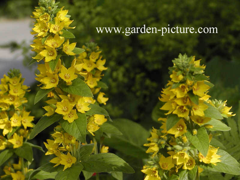 Lysimachia punctata