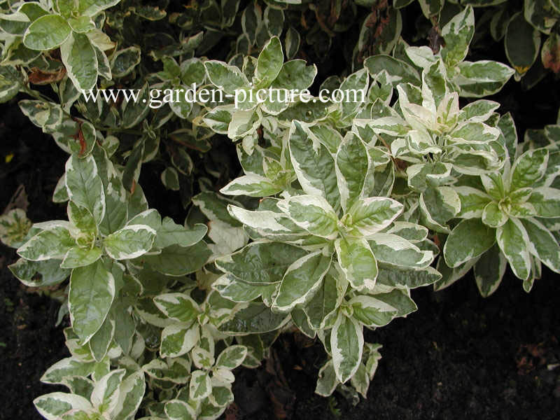 Lysimachia punctata 'Alexander'