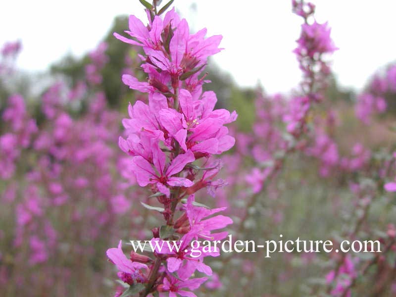 Lythrum salicaria 'Zigeunerblut'