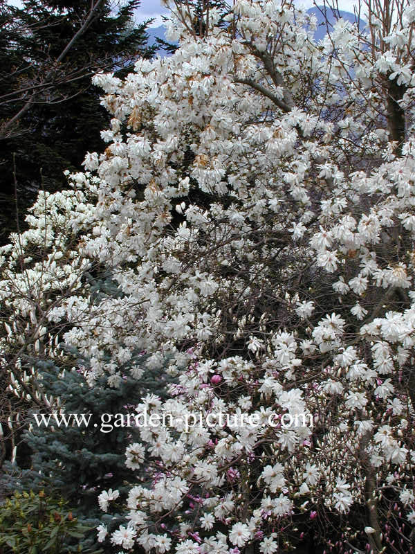 Magnolia loebneri 'Ballerina'