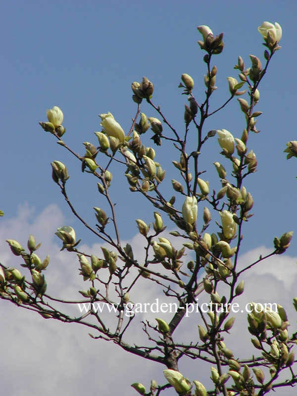 Magnolia 'Elizabeth'