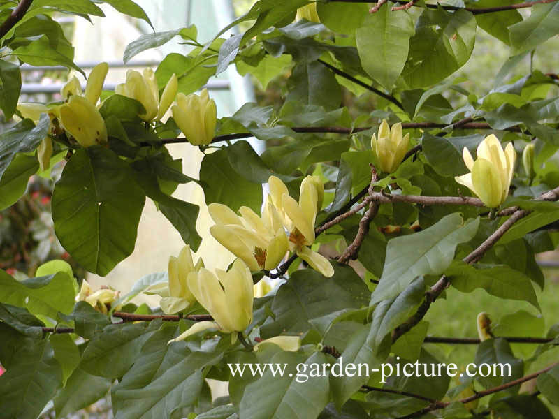 Magnolia brooklynensis 'Yellow Bird'