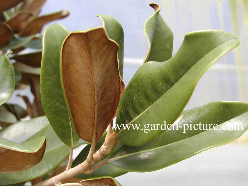 Magnolia grandiflora 'Galissonniere'
