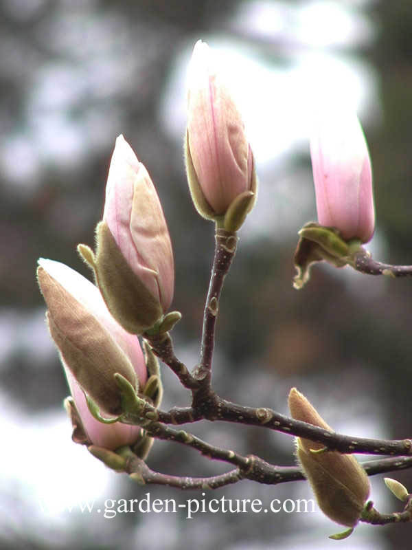 Magnolia 'Peppermint Stick'