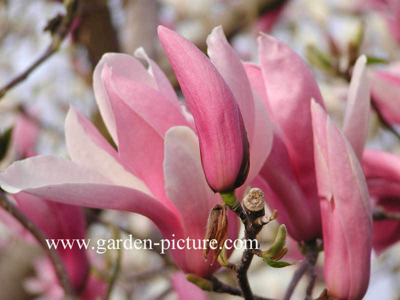 Magnolia 'Royal Crown'