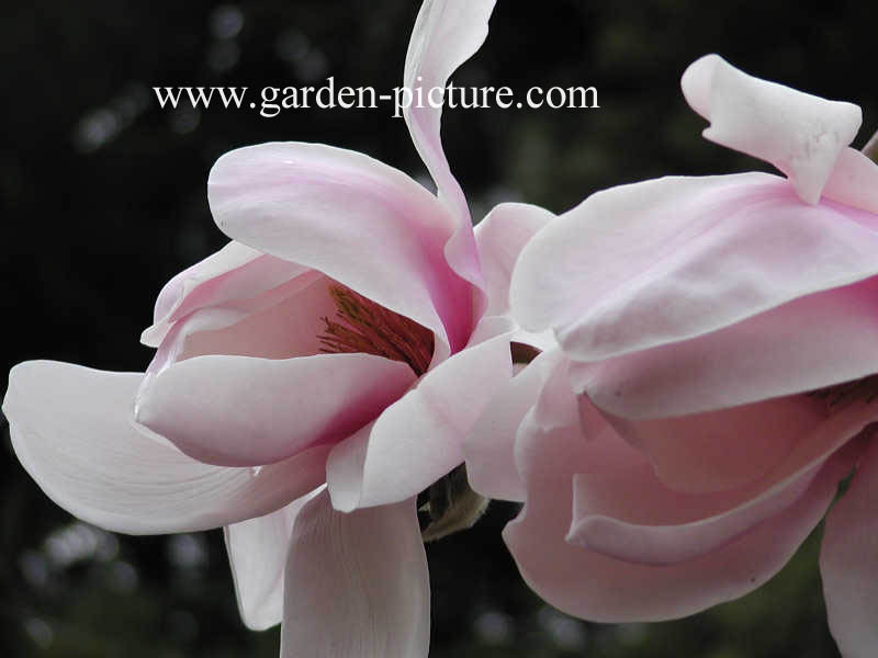 Magnolia 'Iolanthe'