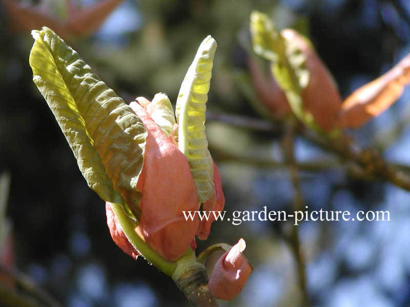 Magnolia obovata