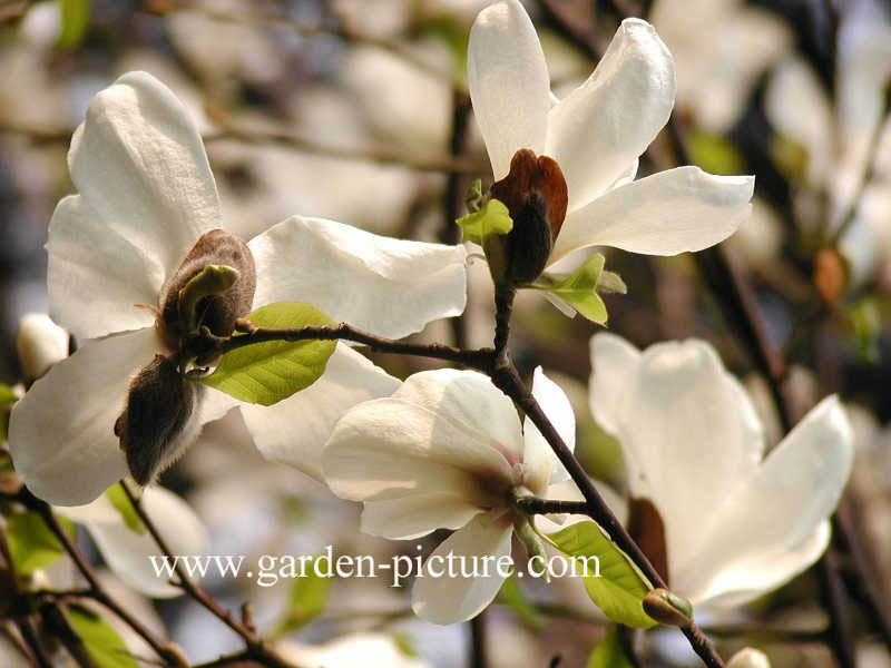 Magnolia kobus