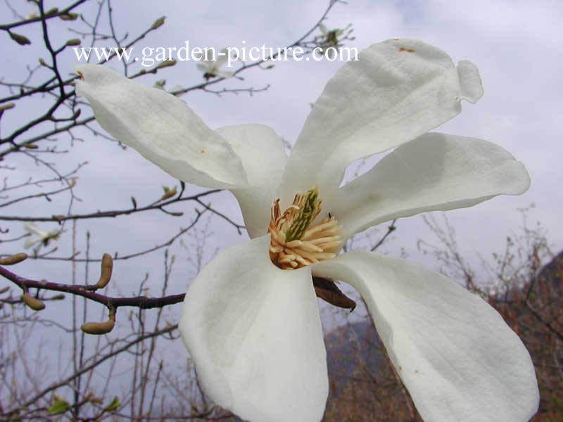Magnolia kobus borealis