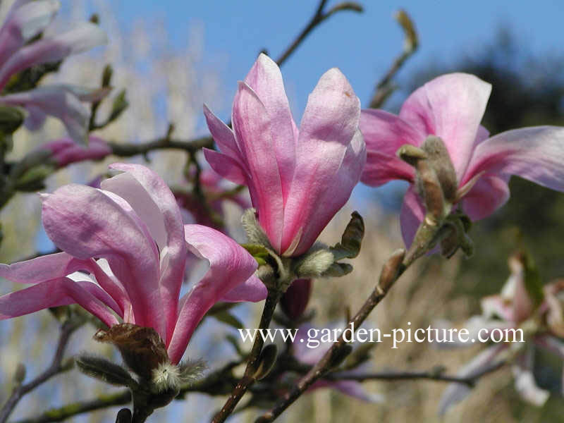 Magnolia liliiflora 'Nigra'