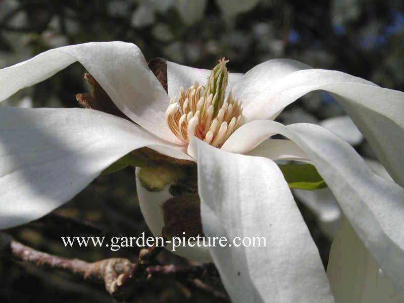 Magnolia loebneri 'Merrill'