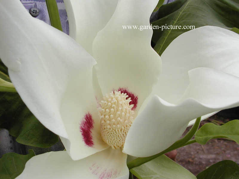Magnolia macrophylla ssp. ashei