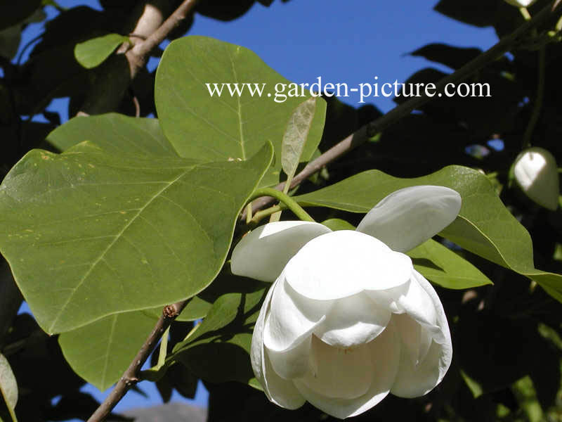 Magnolia sieboldii