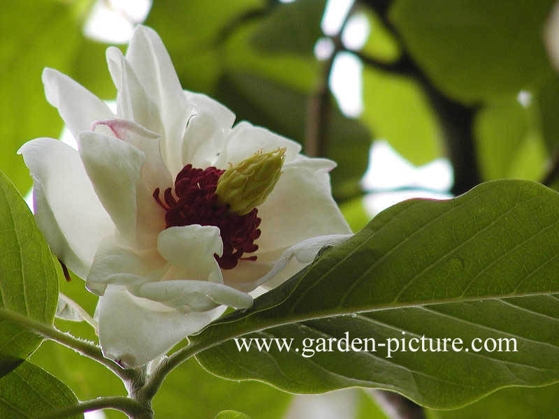 Magnolia sieboldii