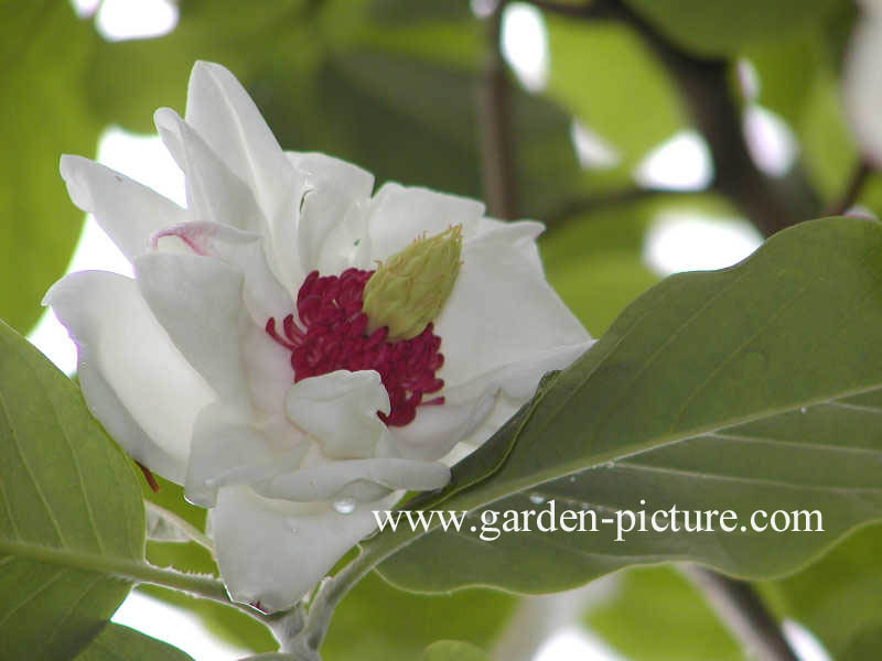 Magnolia sieboldii