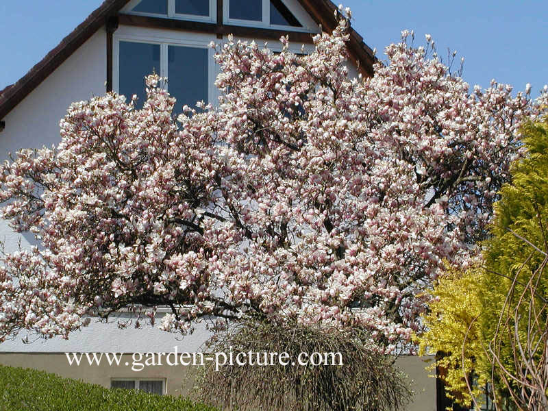 Magnolia soulangeana