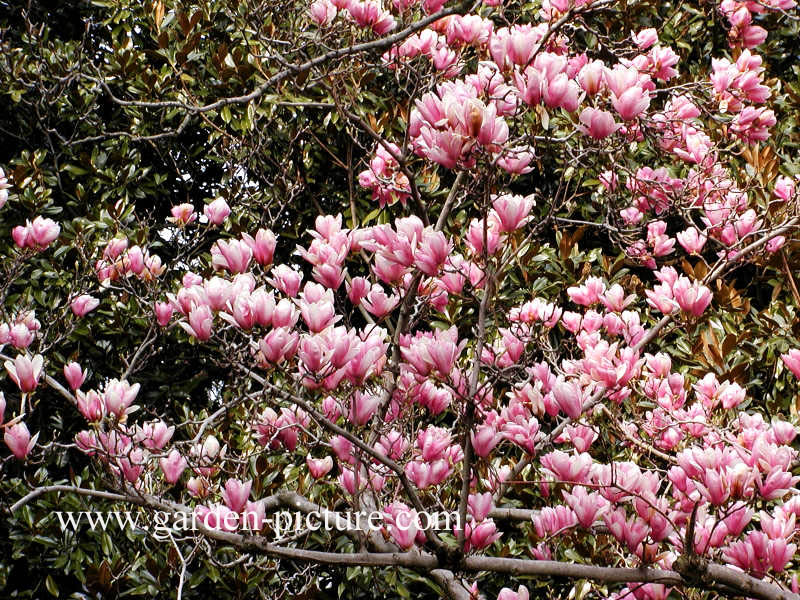 Magnolia soulangeana 'Alexandrina'