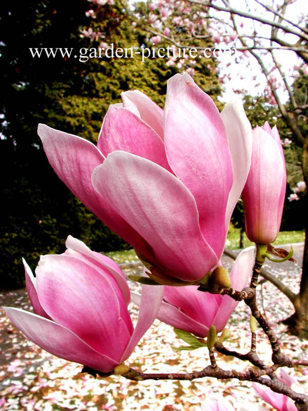 Magnolia soulangeana 'Alexandrina'