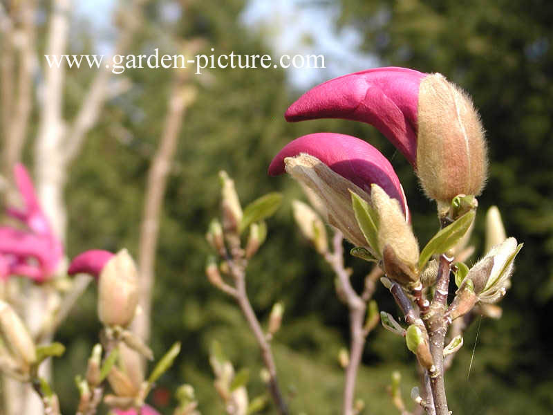 Magnolia liliiflora 'Nigra'