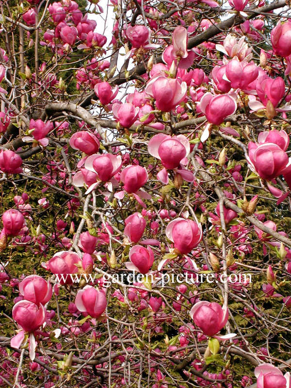 Magnolia soulangeana 'Rustica Rubra'