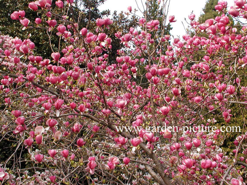 Magnolia soulangeana 'Rustica Rubra'