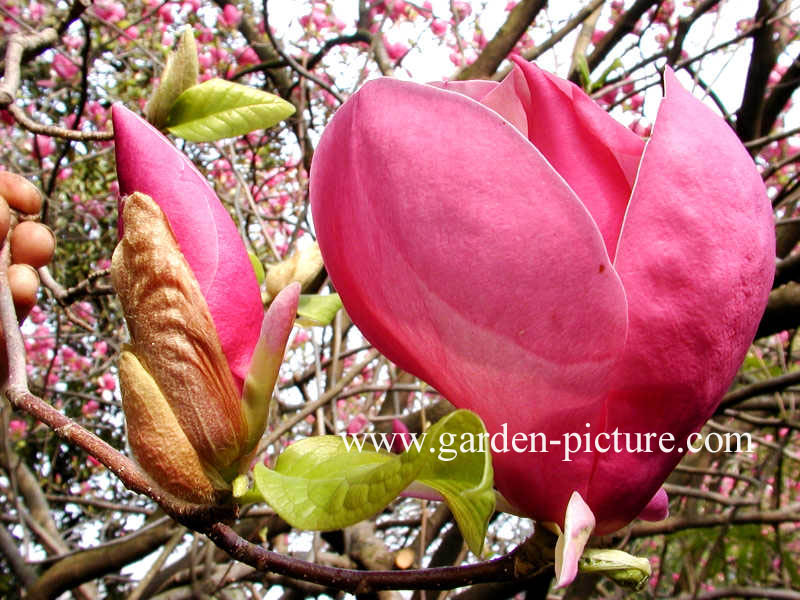 Magnolia soulangeana 'Rustica Rubra'