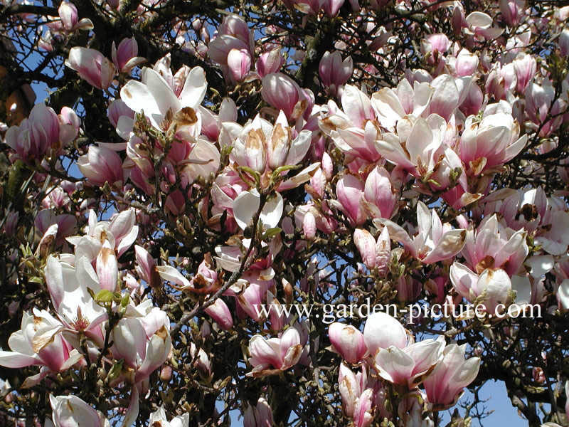 Magnolia soulangeana