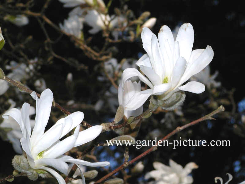 Magnolia stellata